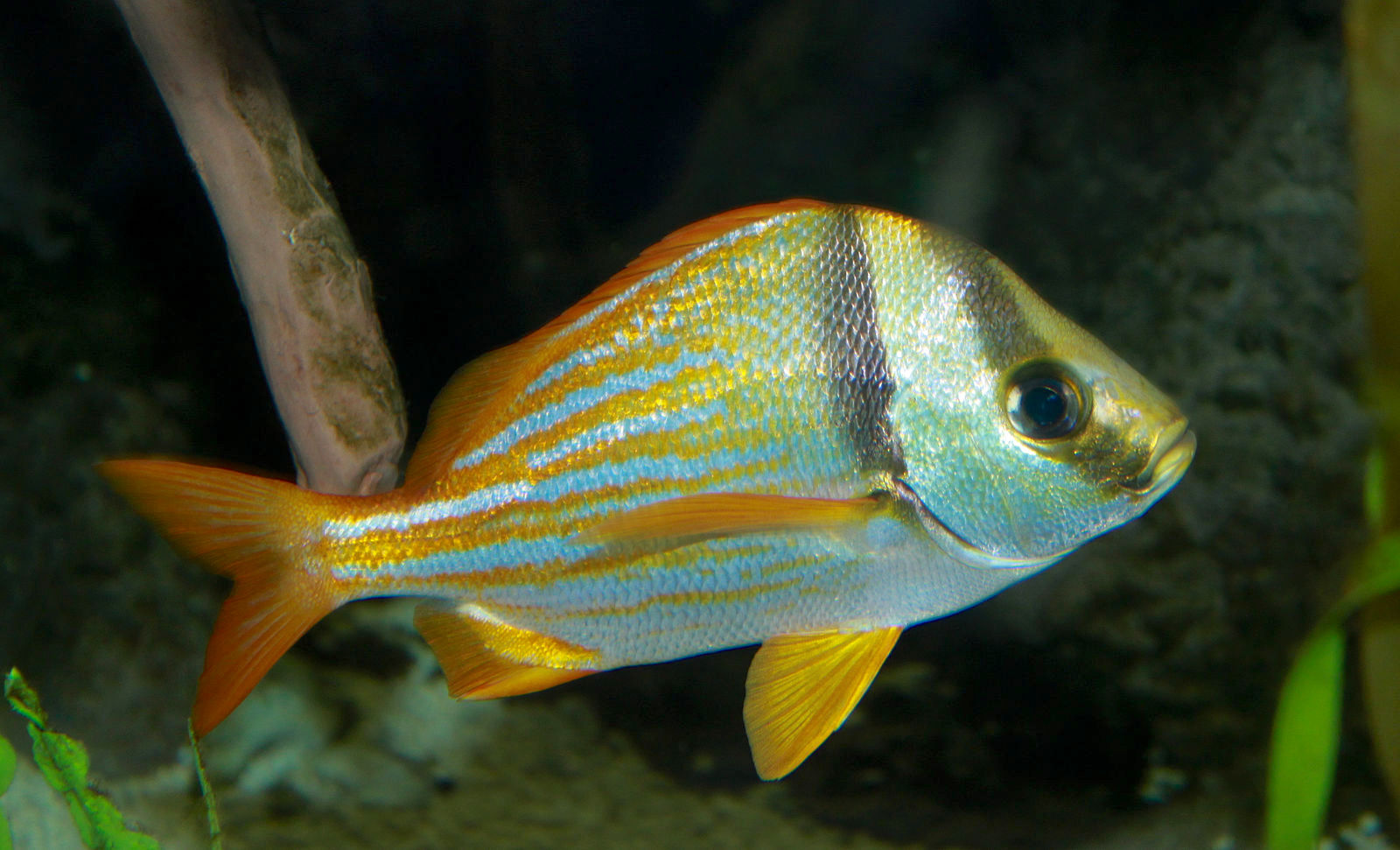 Porkfish (Grunt) - Brian Gratwicke (wiki)