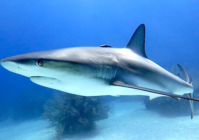 Sharks in Bahamas - Melinda Riger / Grand Bahama Scuba