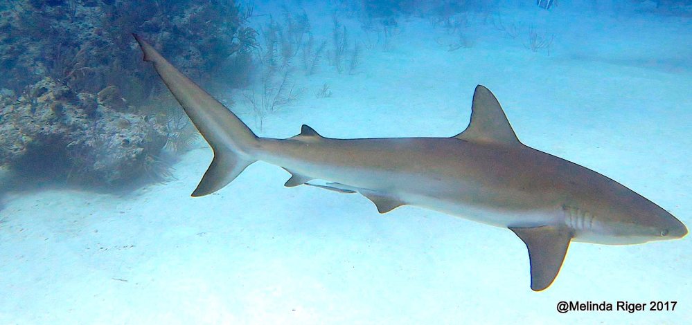 Sharks in the Bahamas (Melinda Riger / Grand Bahama Scuba)