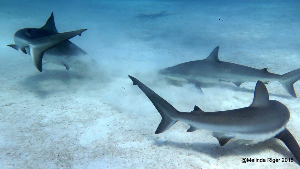 Sharks feeding in the Bahamas (Melinda Riger / Grand Bahama Scuba)