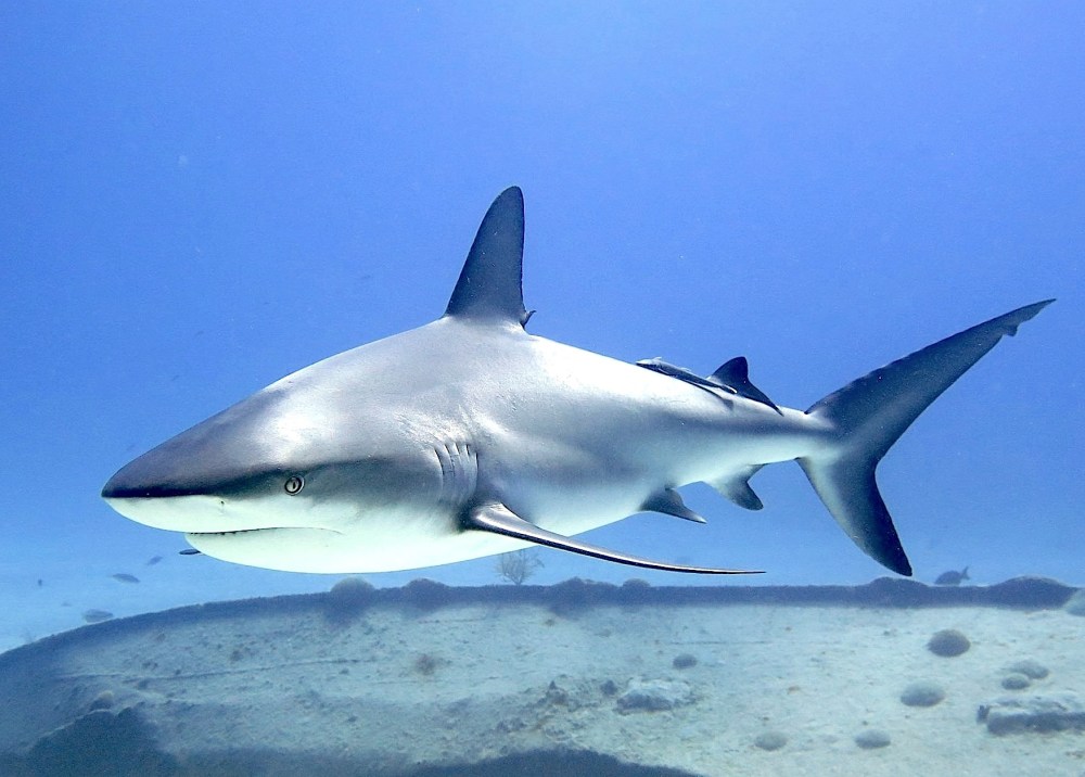 Sharks in the Bahamas (Melinda Riger / Grand Bahama Scuba)