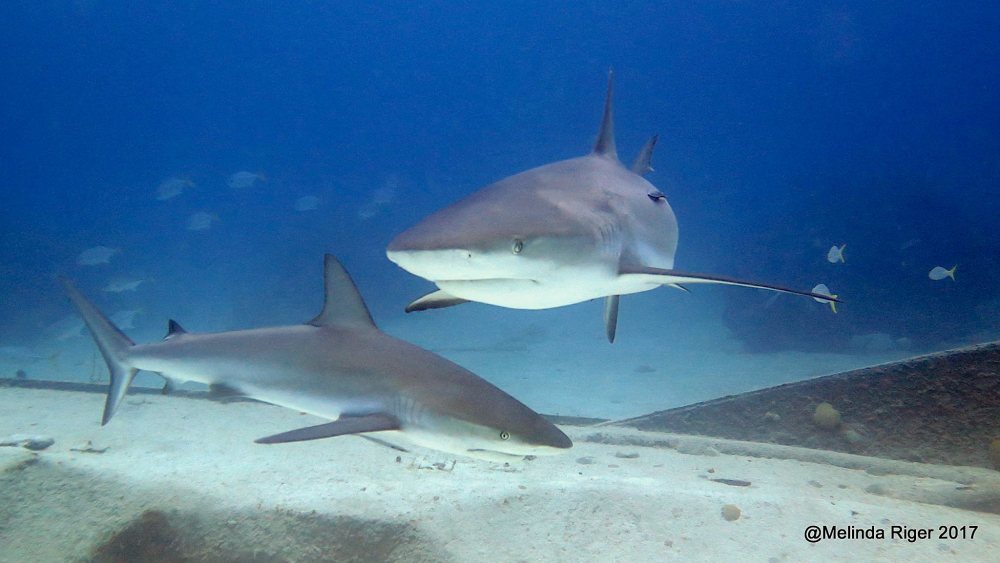 Sharks in the Bahamas (Melinda Riger / Grand Bahama Scuba)