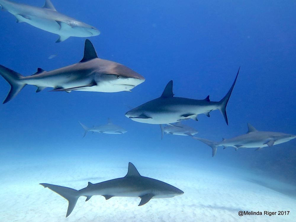 Sharks in the Bahamas (Melinda Riger / Grand Bahama Scuba)