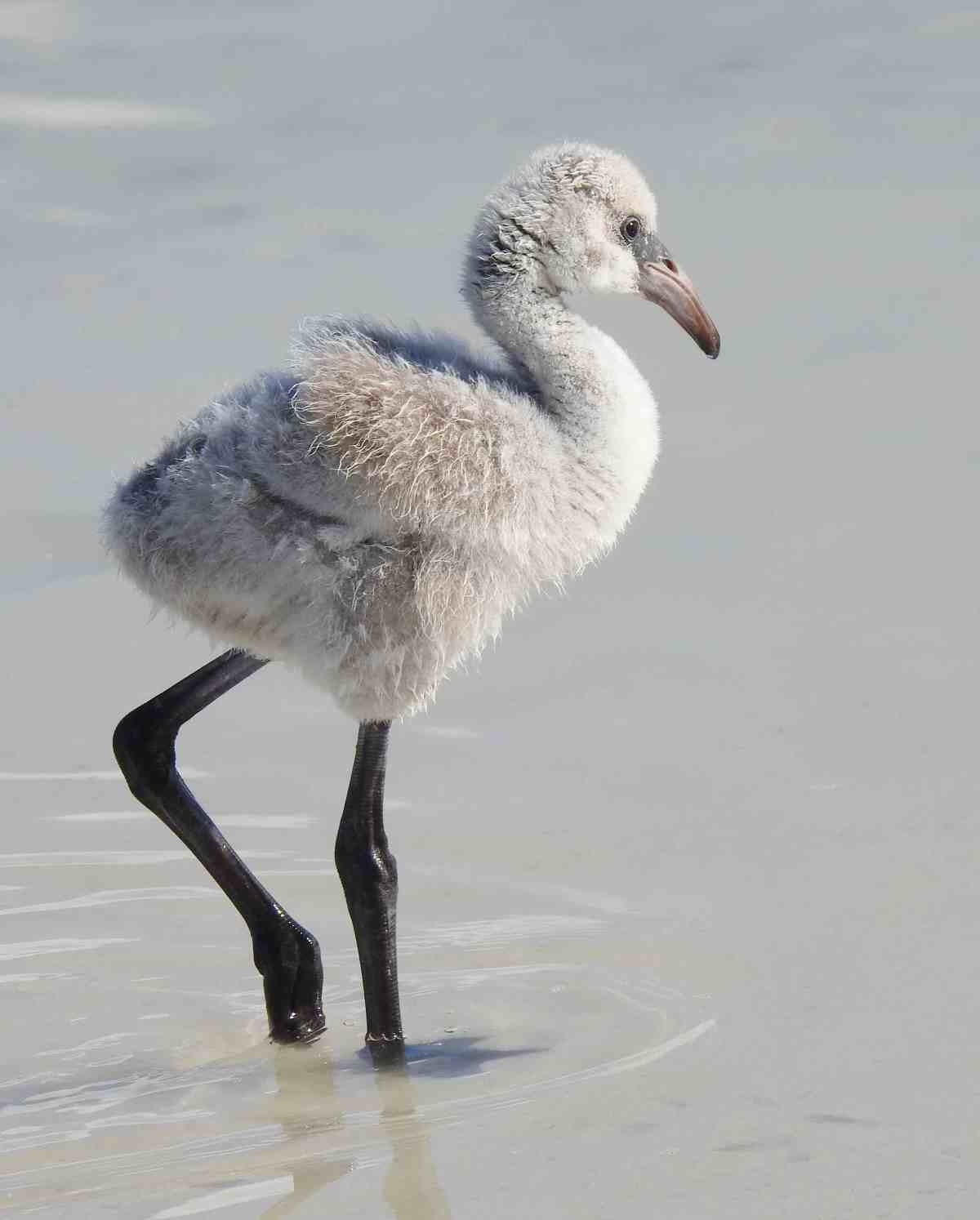 Flamingos & Chicks, Inagua Bahamas (Melissa Maura)