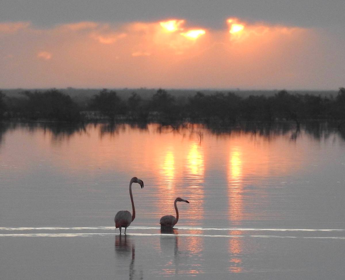 Flamingos & Chicks, Inagua Bahamas (Melissa Maura)