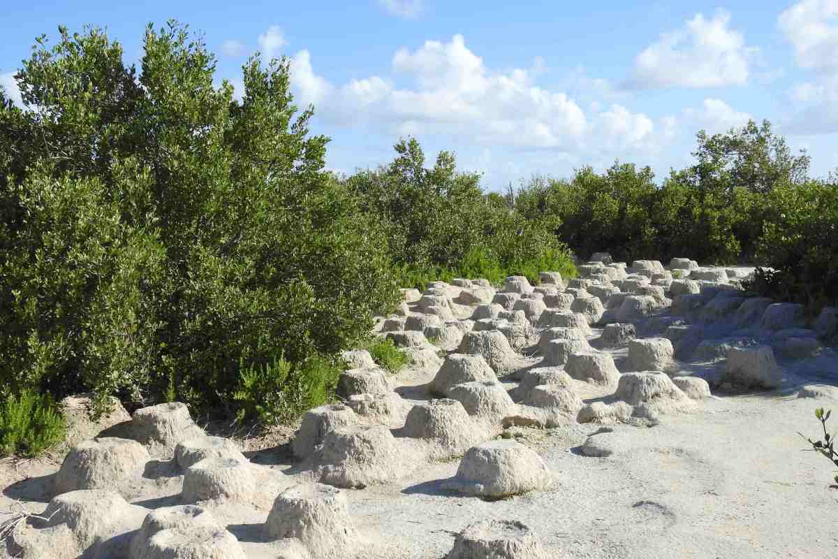 Flamingo nests, Inagua Bahamas (Melissa Maura)