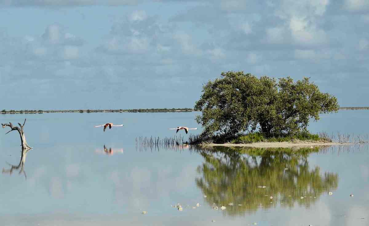 Flamingos & Chicks, Inagua Bahamas (Melissa Maura)