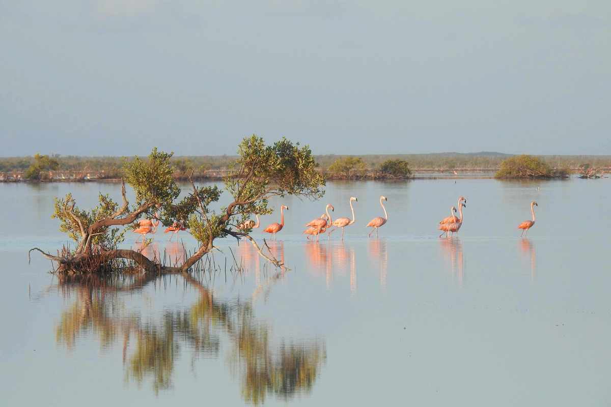 Flamingos & Chicks, Inagua Bahamas (Melissa Maura)