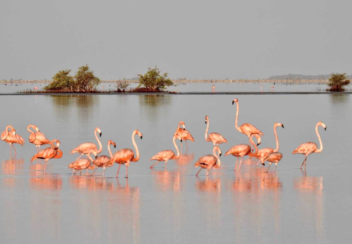 Flamingos & Chicks, Inagua Bahamas (Melissa Maura)