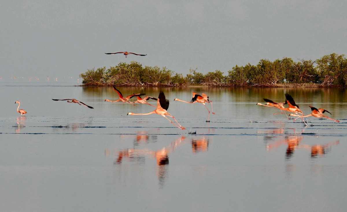Flamingos & Chicks, Inagua Bahamas (Melissa Maura)
