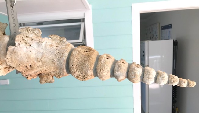 False Killer Whale Skeleton, Abaco Bahamas (Keith Salvesen / BMMRO)