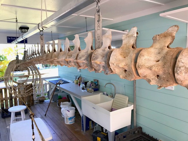 False Killer Whale Skeleton, Abaco Bahamas (Keith Salvesen / BMMRO)