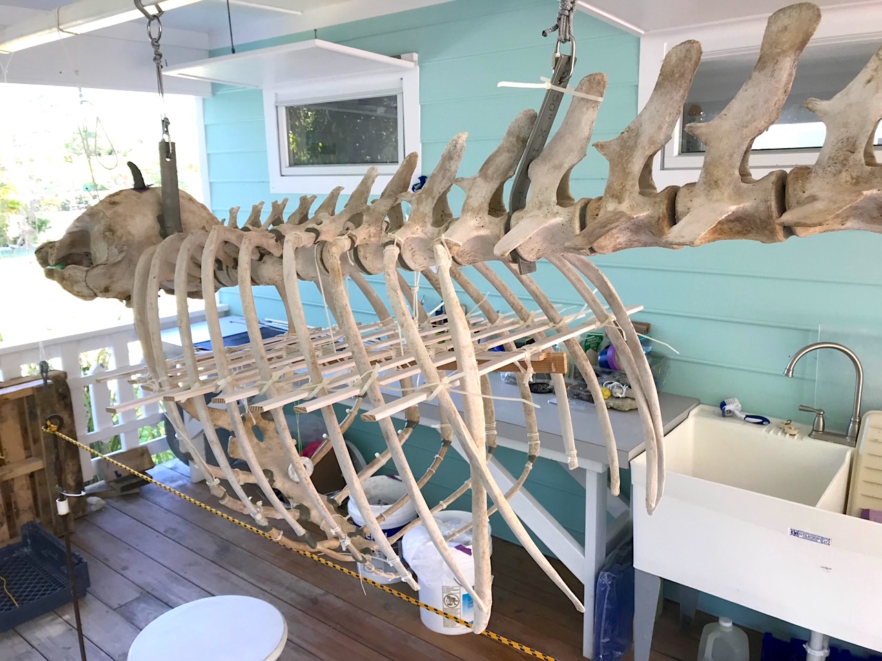 False Killer Whale Skeleton, Abaco Bahamas (Keith Salvesen / BMMRO)