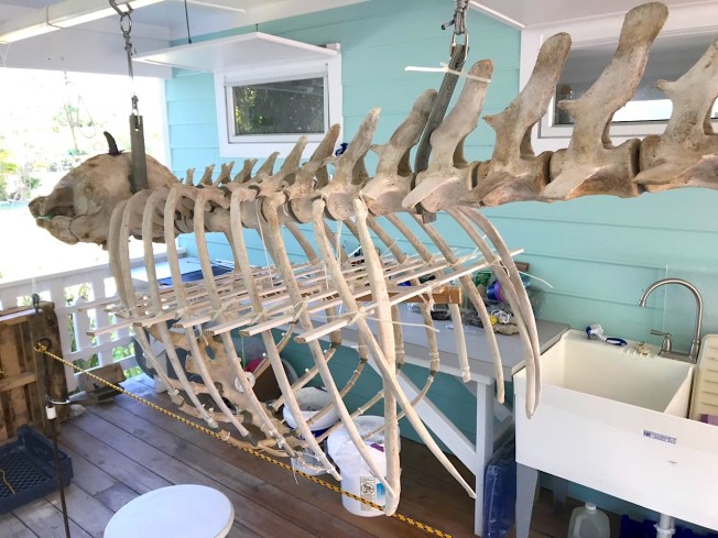 False Killer Whale Skeleton, Abaco Bahamas (Keith Salvesen / BMMRO)