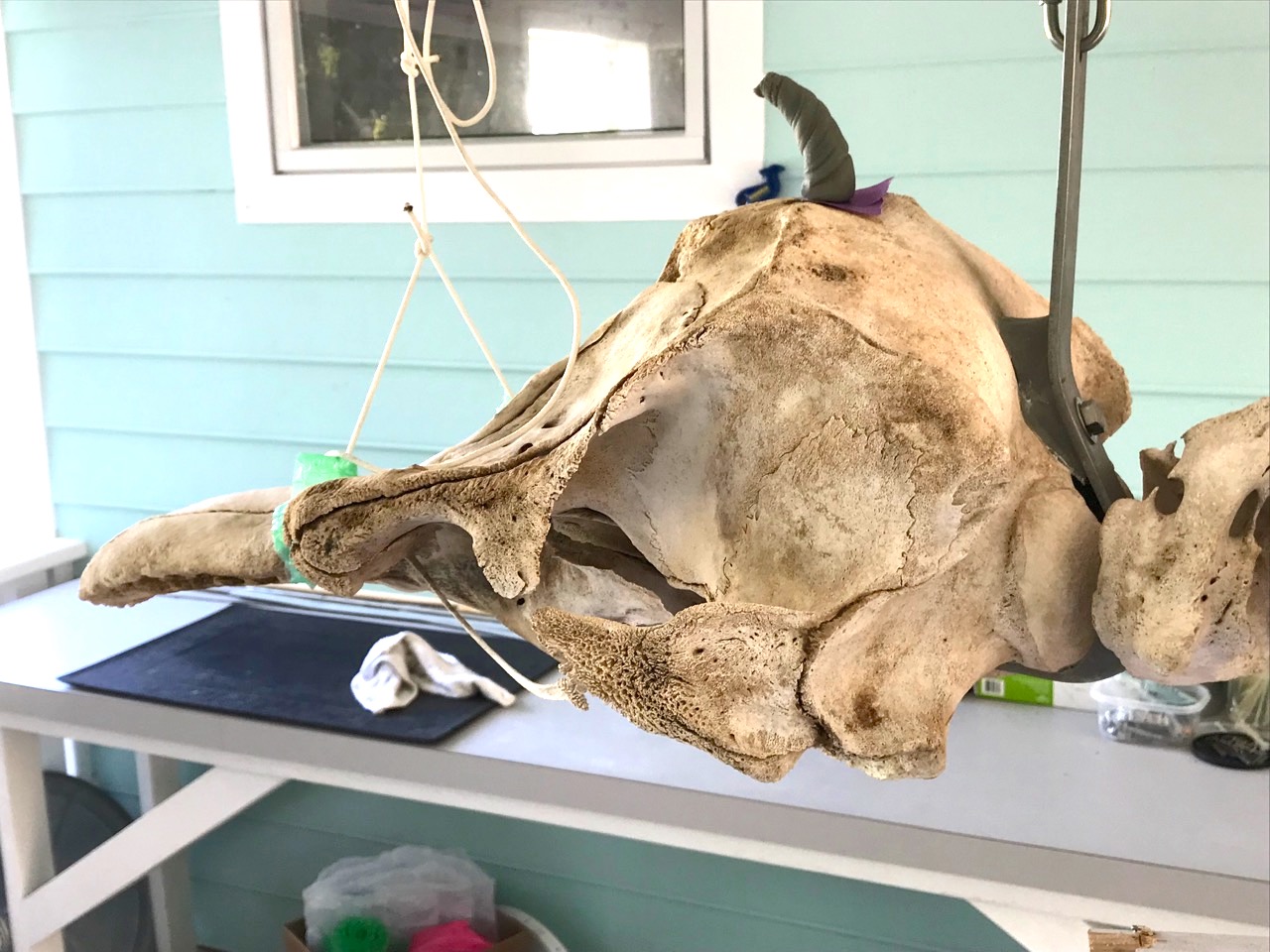 False Killer Whale Skeleton, Abaco Bahamas (Keith Salvesen / BMMRO)