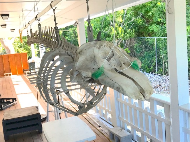 False Killer Whale Skeleton, Abaco Bahamas (Keith Salvesen / BMMRO)