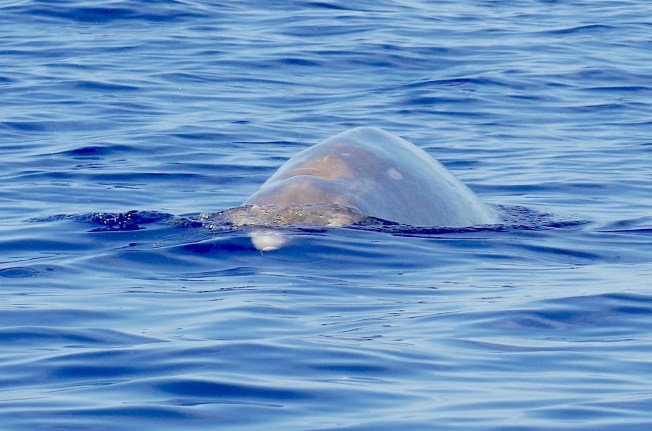 Blainville's Beaked Whale, Abaco Bahamas (Keith Salvesen / BMMRO)