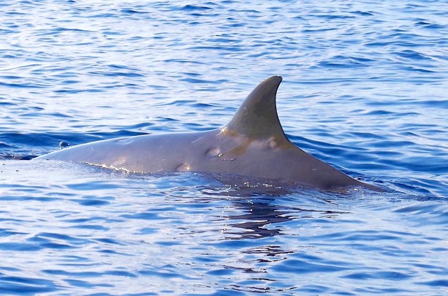 Blainville's Beaked Whale, Abaco Bahamas (Keith Salvesen / BMMRO)