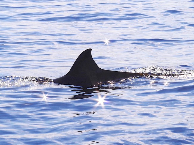 Blainville's Beaked Whale, Abaco Bahamas (Keith Salvesen / BMMRO)