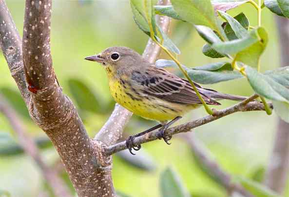 Kirtland's Warbler, Abaco Bahamas (Bruce Hallett)