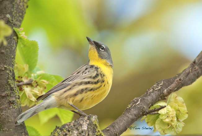Kirtland's Warbler (Tom Sheley)