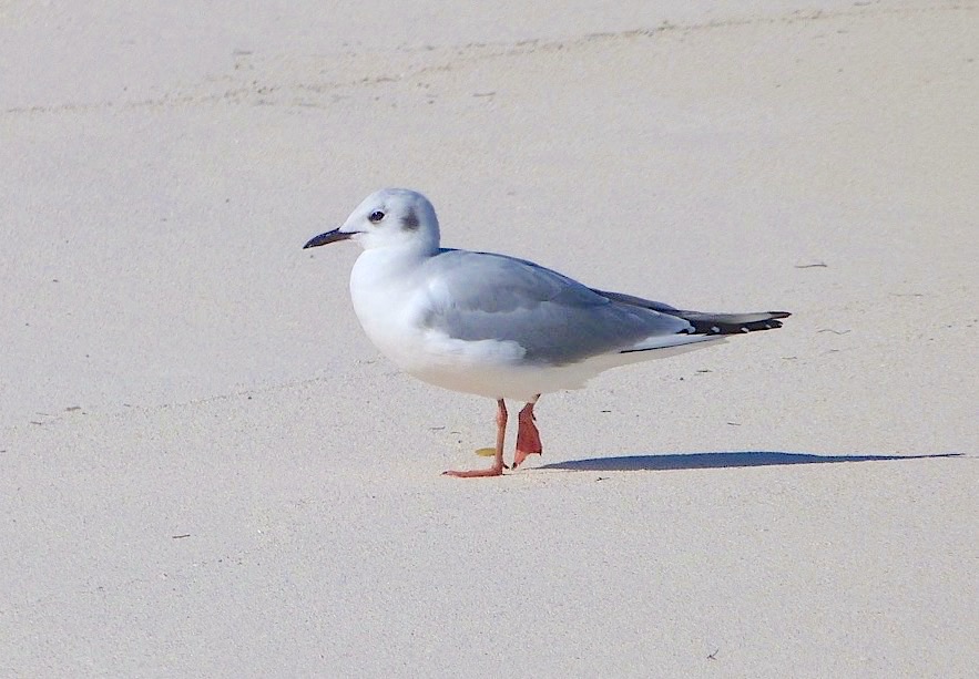 Bonaparte's Gull, Abaco Bahamas (Keith Salvesen)