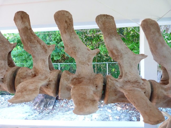 False Killer Whale Skeleton, Abaco Bahamas (Keith Salvesen / BMMRO)