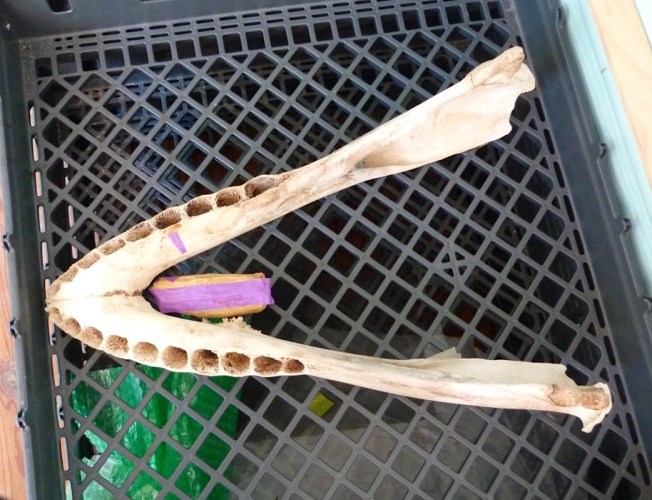 False Killer Whale Skeleton, Abaco Bahamas (Keith Salvesen / BMMRO)