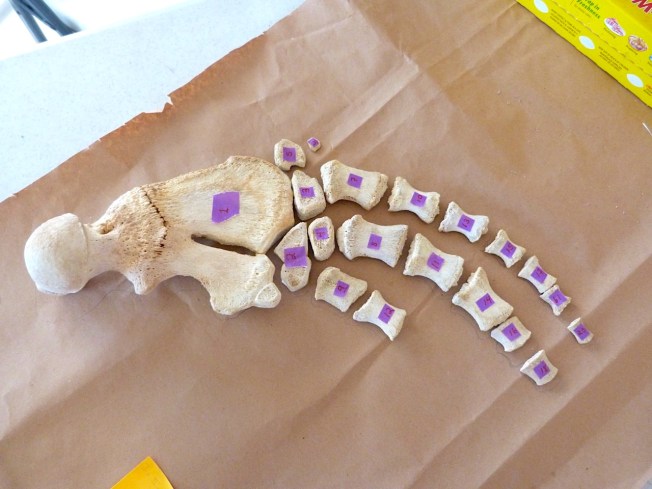 False Killer Whale Skeleton, Abaco Bahamas (Keith Salvesen / BMMRO)