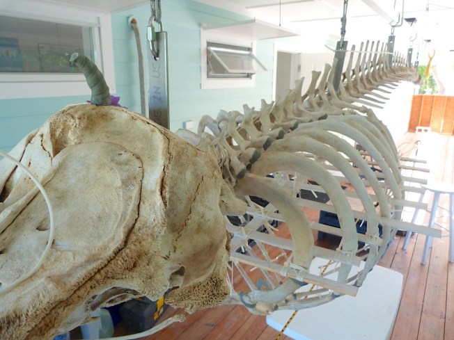 False Killer Whale Skeleton, Abaco Bahamas (Keith Salvesen / BMMRO)