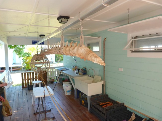 False Killer Whale Skeleton, Abaco Bahamas (Keith Salvesen / BMMRO)