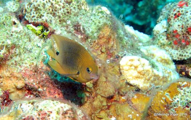 Threespot Damselfish (Melinda Riger / GB Scuba)