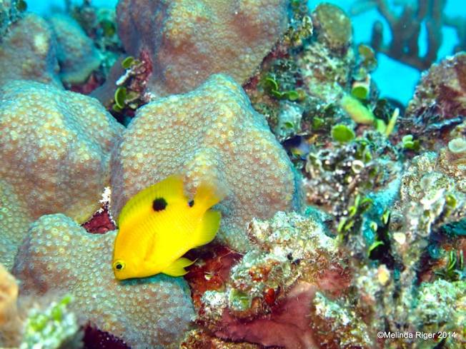 Threespot Damselfish (Melinda Riger / GB Scuba)