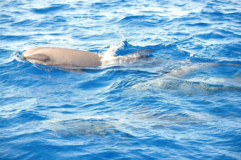 Melon-headed whales, Bahamas (BMMRO / Field School)