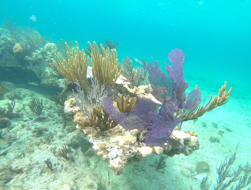 Reef Corals, Bahamas (Melinda Riger / G B Scuba)