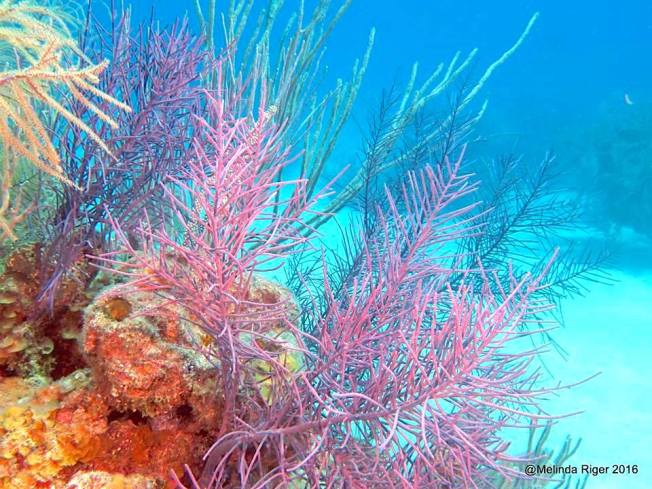 Reef Corals, Bahamas (Melinda Riger / G B Scuba)