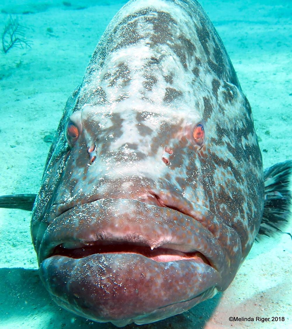 Black Grouper Bahamas (Curious George) - Melinda Riger / GB Scuba