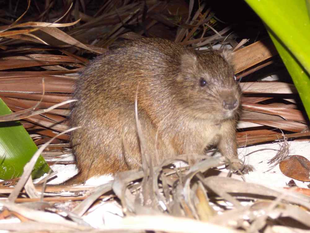 Bahamian Hutia (rodent)