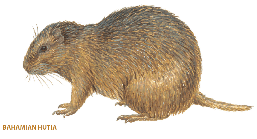 Bahamian Hutia Drawing (Princeton UP)