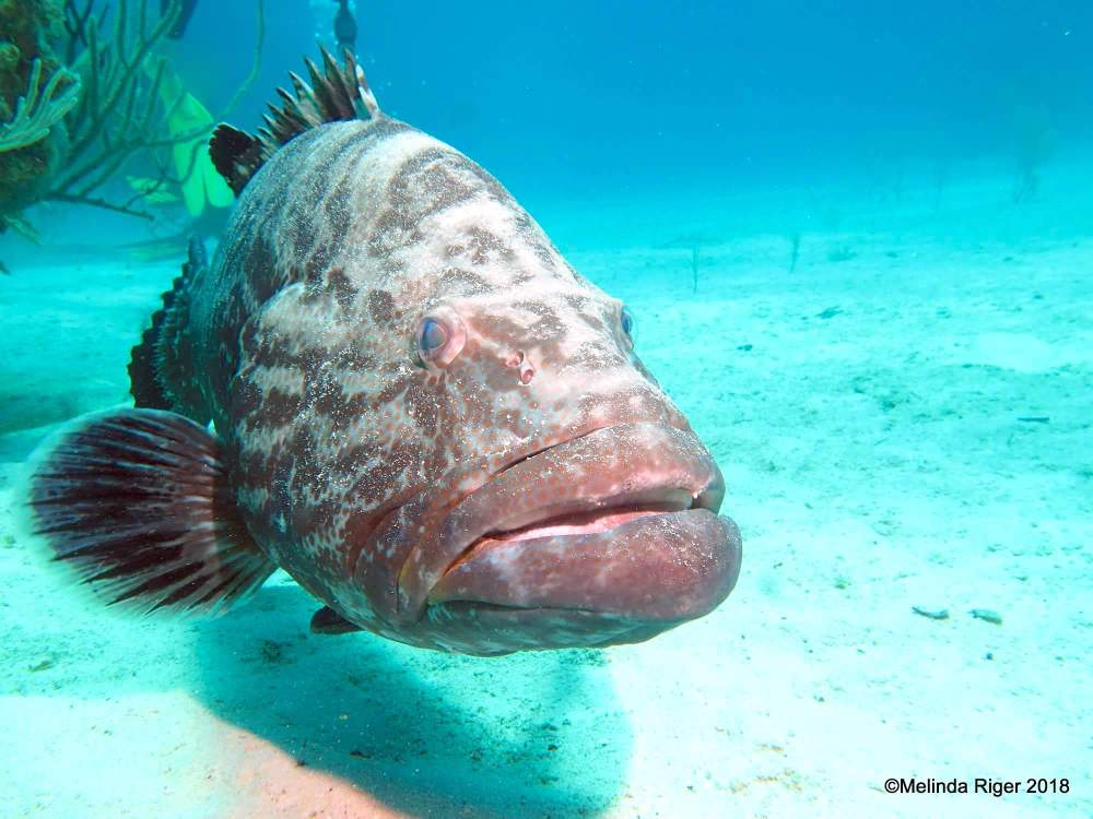 Black Grouper Bahamas (Curious George) - Melinda Riger / GB Scuba