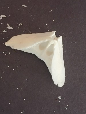 Sea Biscuit 'Doves', Abaco (Melissa Ann Guinness)