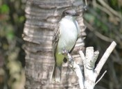 Loggerhead Kingbird, Abaco Bahamas (Keith Salvesen)