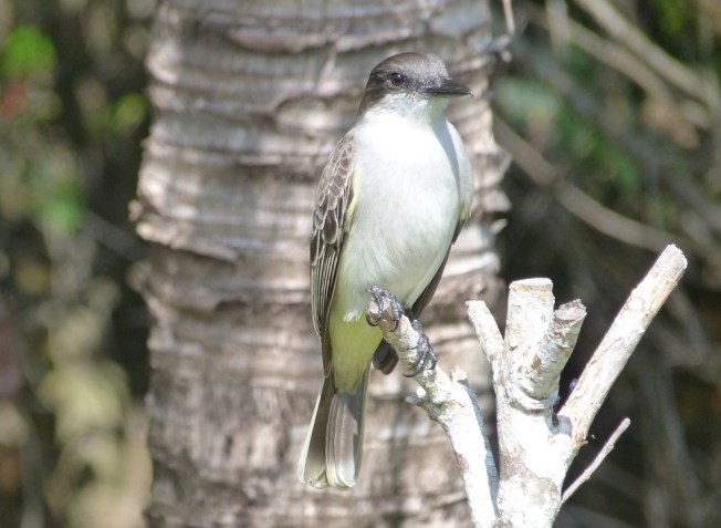Loggerhead Kingbird, Abaco Bahamas (Keith Salvesen)