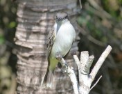Loggerhead Kingbird, Abaco Bahamas (Keith Salvesen)