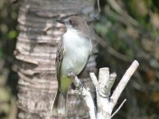 Loggerhead Kingbird, Abaco Bahamas (Keith Salvesen)