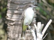 Loggerhead Kingbird, Abaco Bahamas (Keith Salvesen)