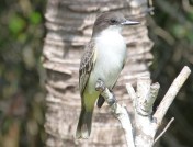 Loggerhead Kingbird, Abaco Bahamas (Keith Salvesen)