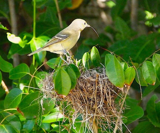 Thick-billed Vireo nesting - Delphi, Abaco (Keith Salvesen)
