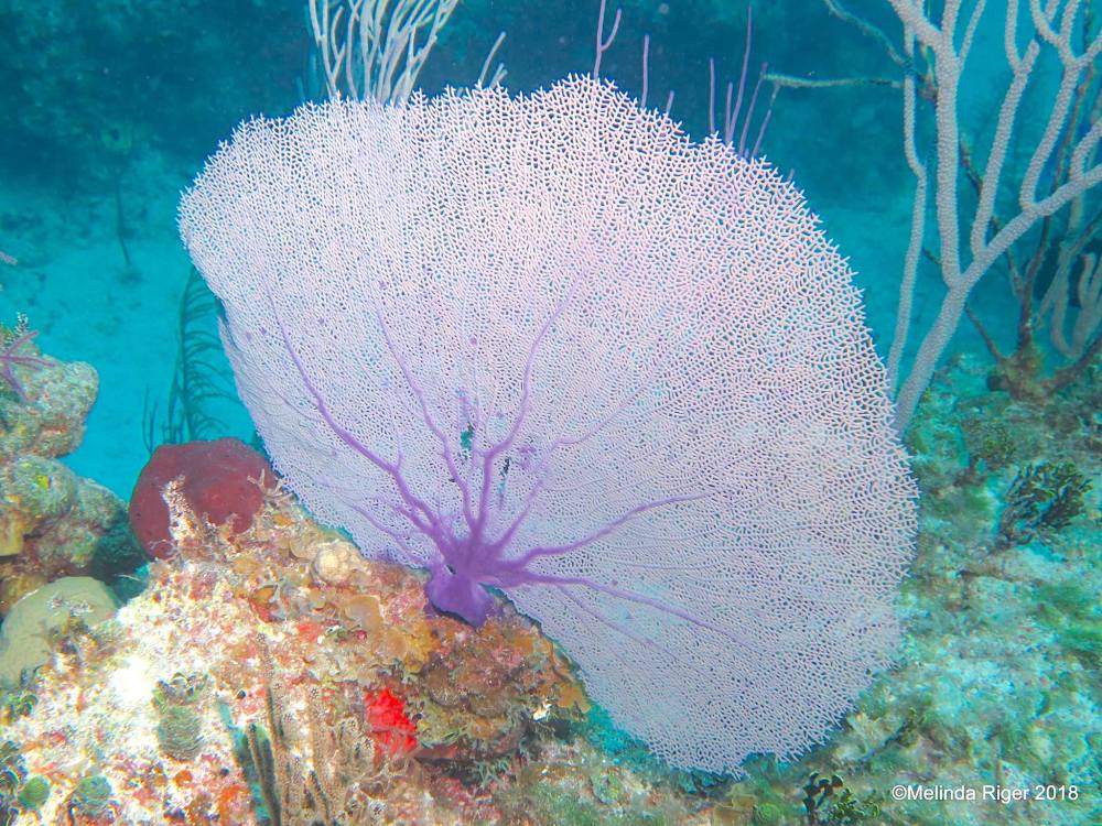 Reef Corals, Bahamas (Melinda Riger / G B Scuba)