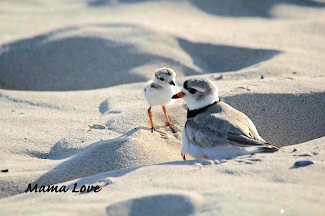 Bahama Mama & Chick, Muskegon MI (Carol Cooper)